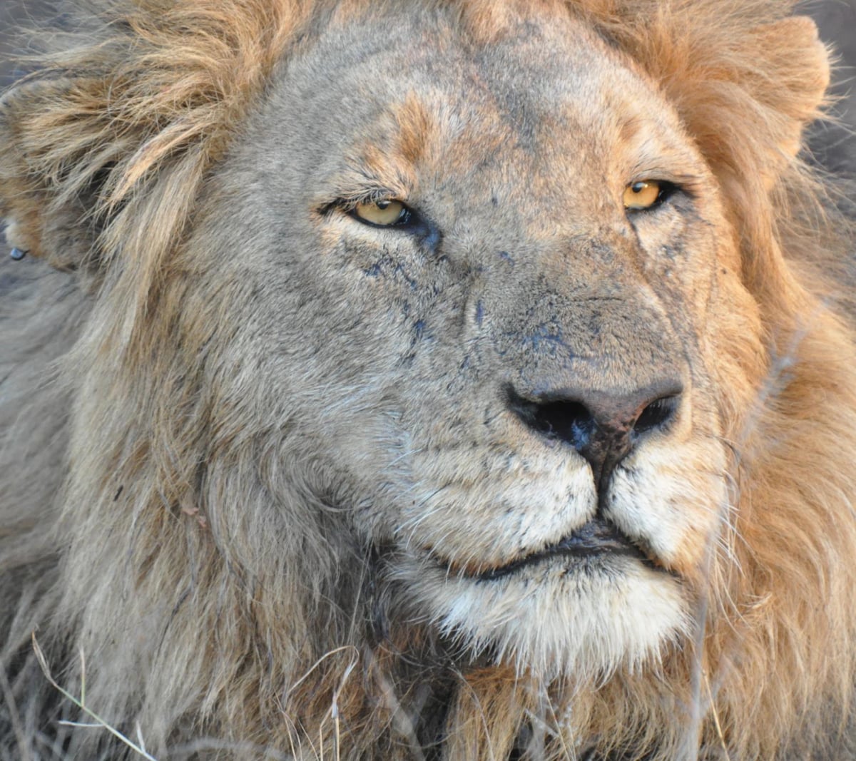 Safari-Trips
