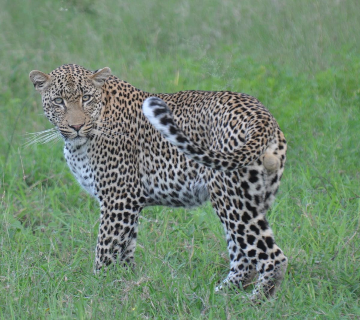 Safari-Trips