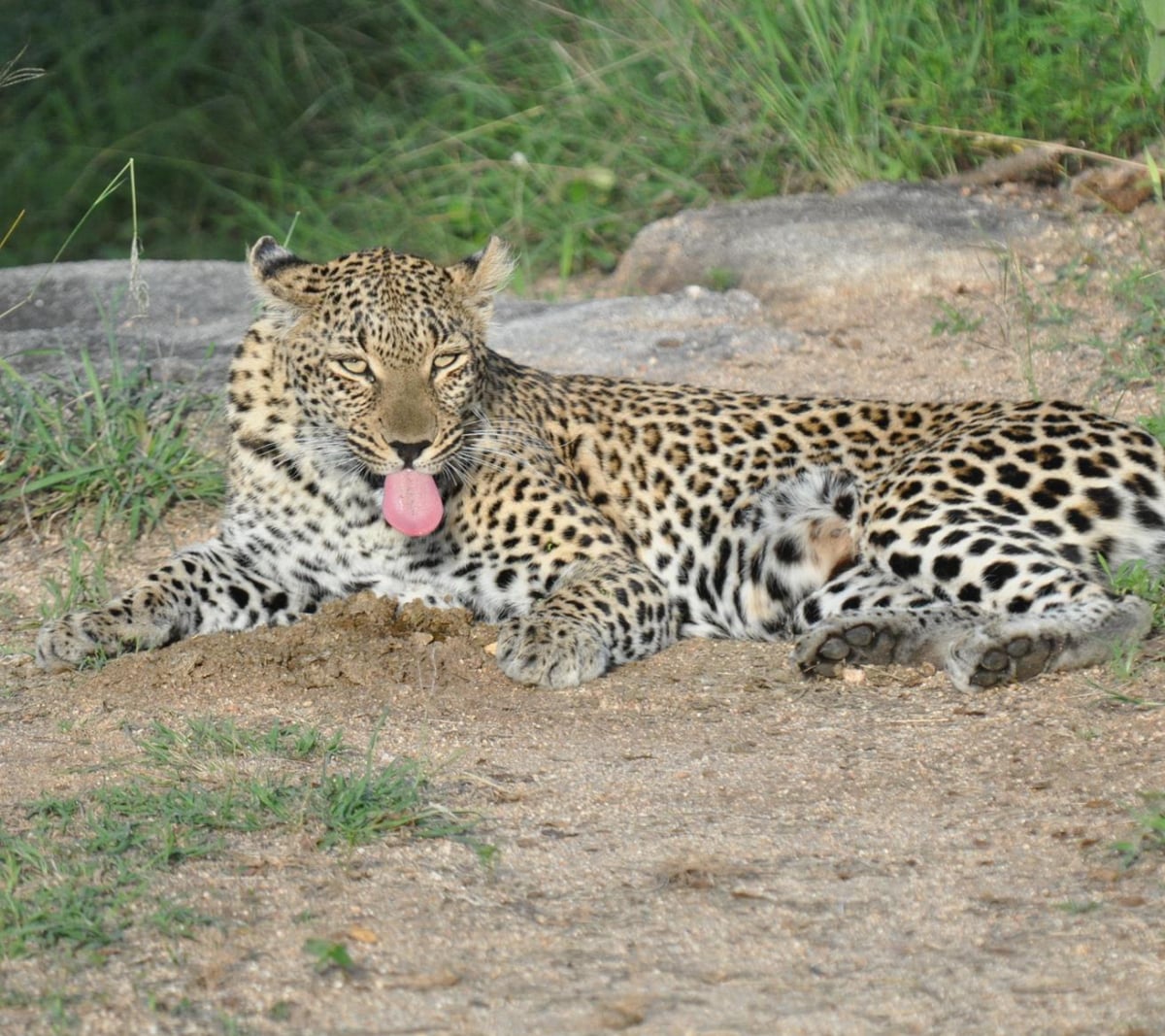 Safari-Trips