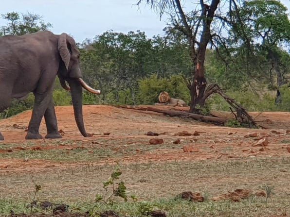 Safari-Trips