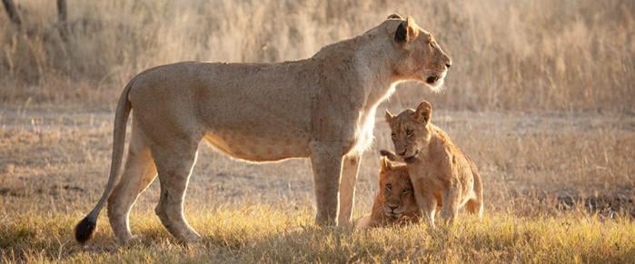 Safari-Trips