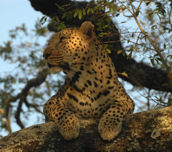 Safari-Trips