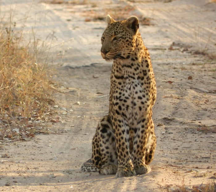Safari-Trips
