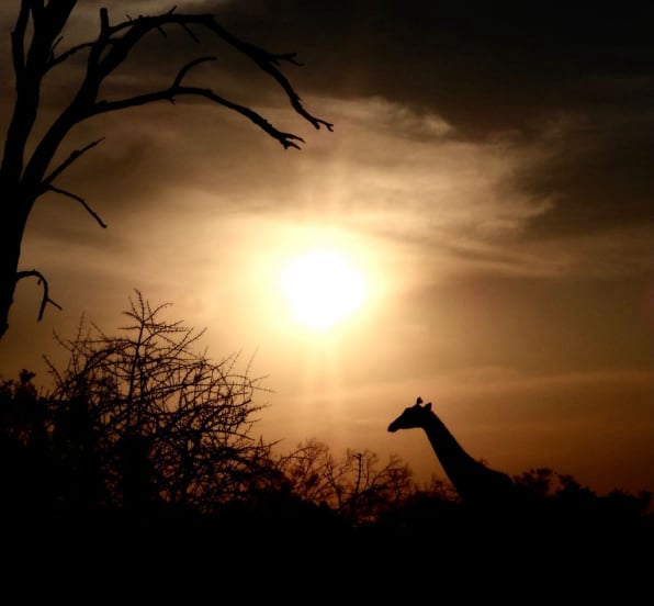 Safari-Trips