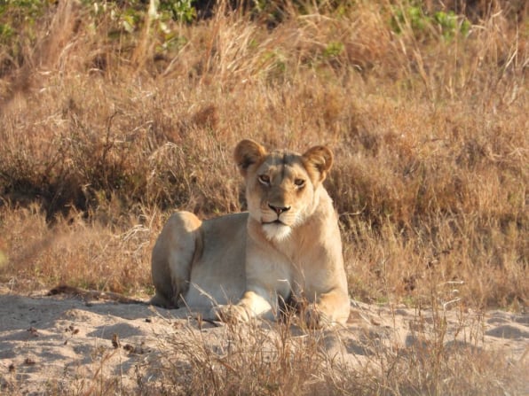 Safari-Trips