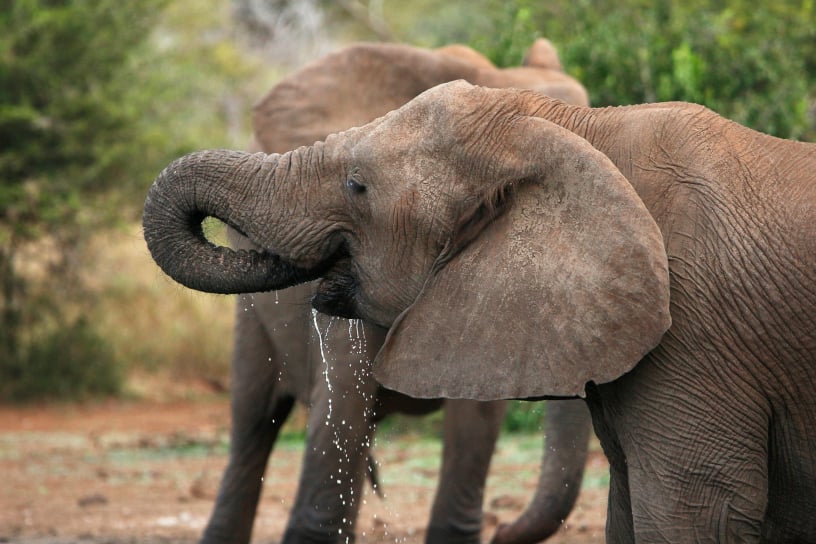 Elephants drinking water at Kruger National Park